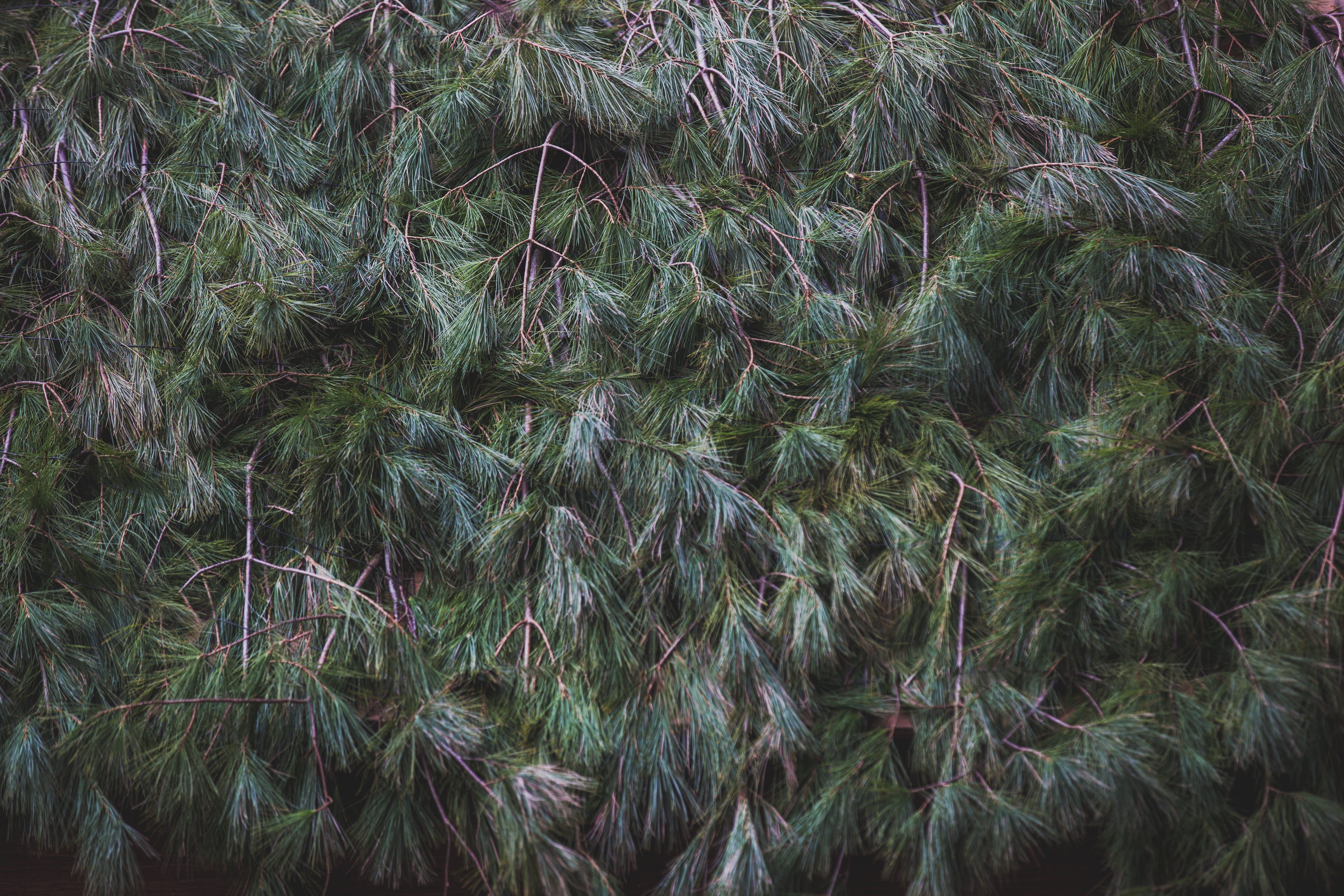 5760x3840 High Res Evergreen Tree Texture Picture
