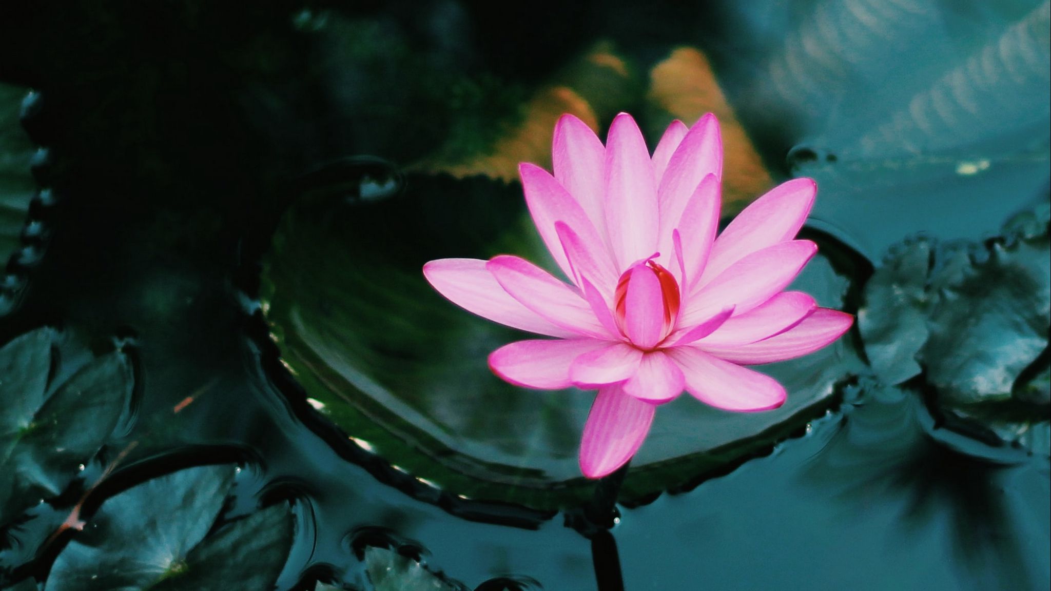 2048x1152 Lotus floating in water Wallpaper for Desktop