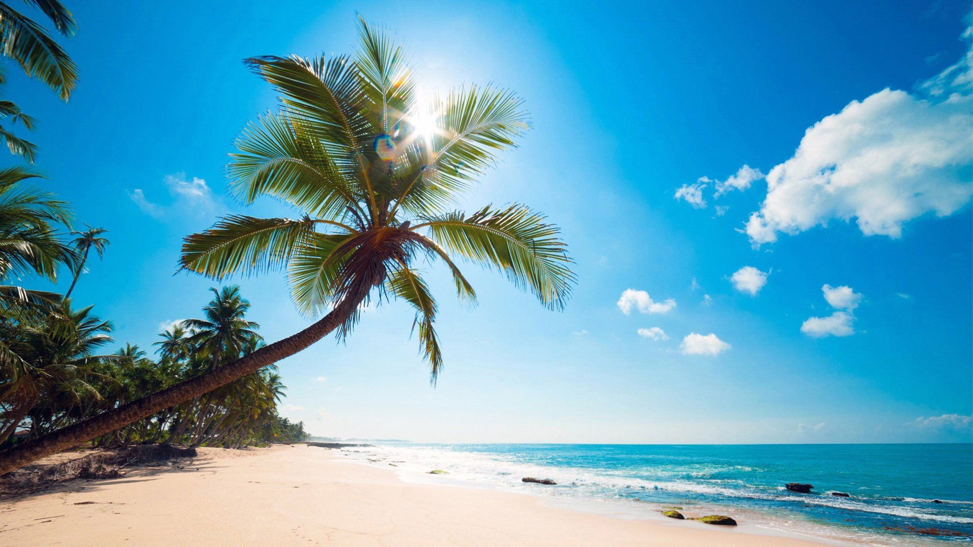 1920x1080 Caribbean Bliss: Serene Ocean, Sky, and Palm Beach HD Wallpaper