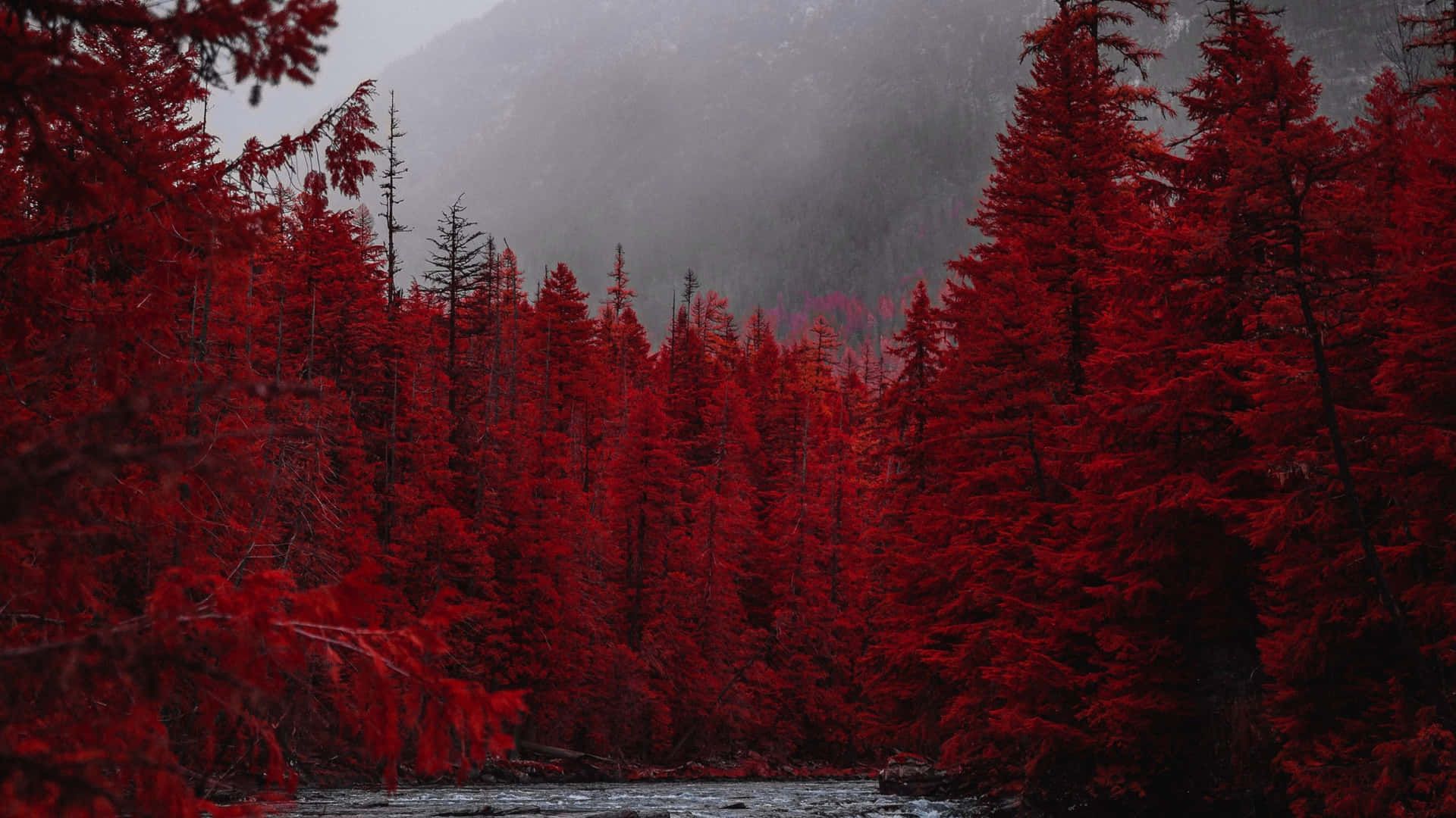 1920x1080 Download Red Evergreen Trees Wallpaper