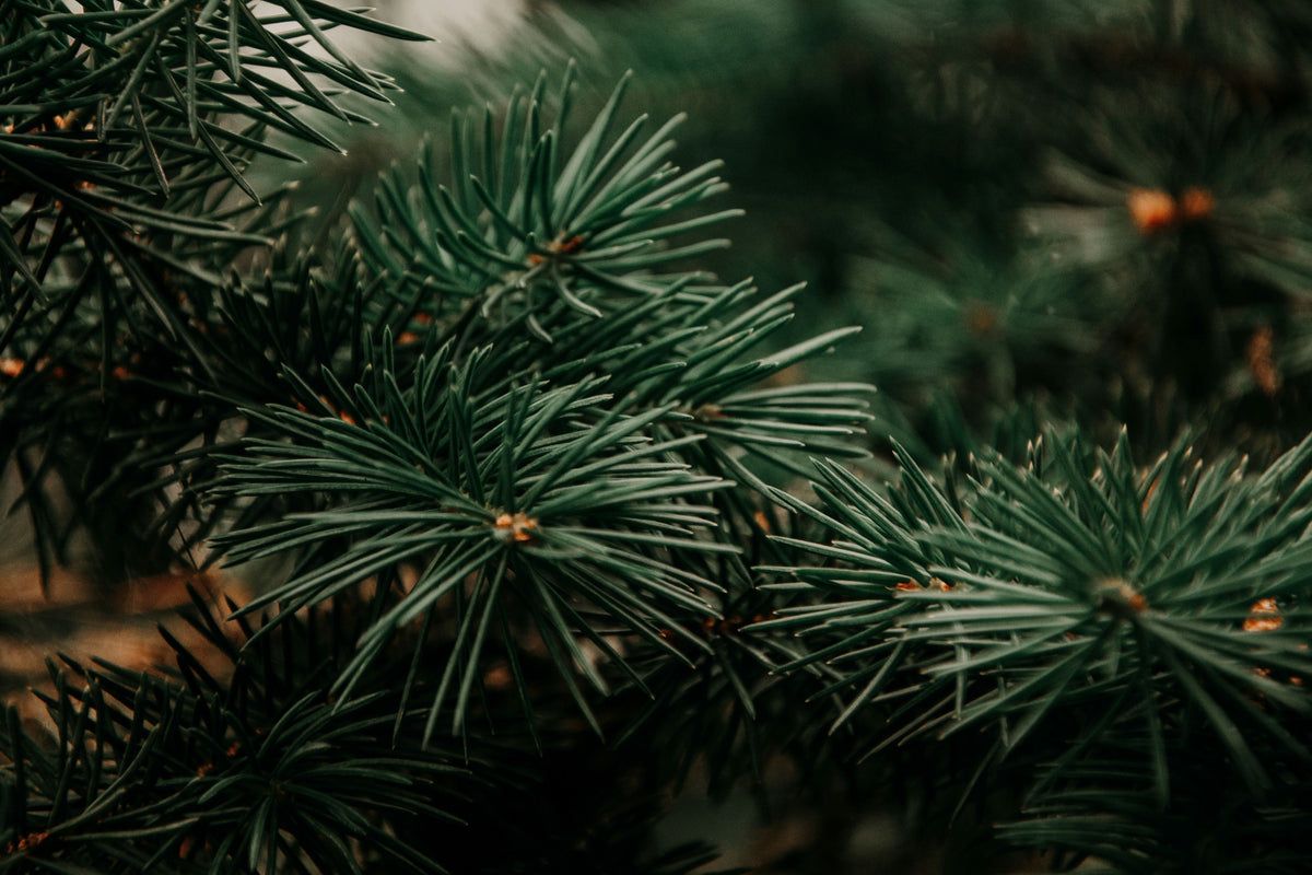 1200x800 Evergreen Trees: A Guide to Timeless Greenery