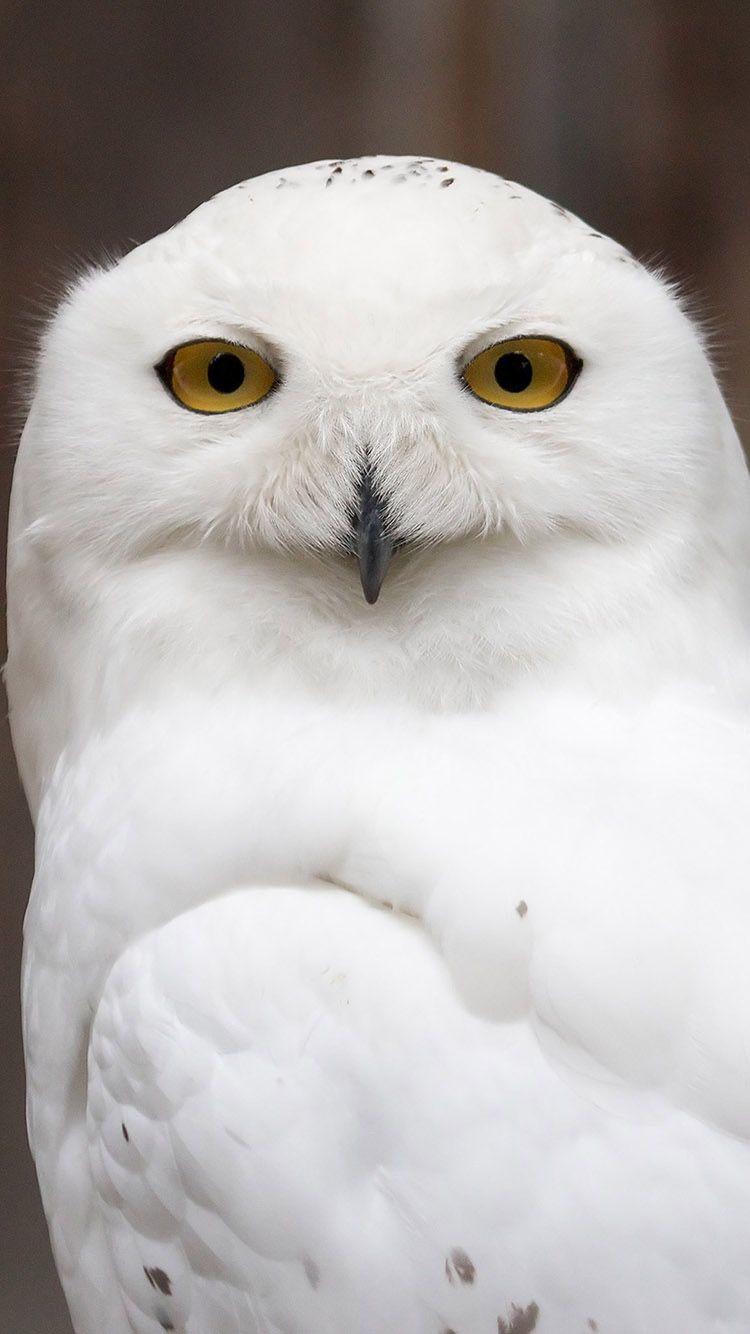 White Owl iPhone Wallpapers - Top Free White Owl iPhone Backgrounds ...