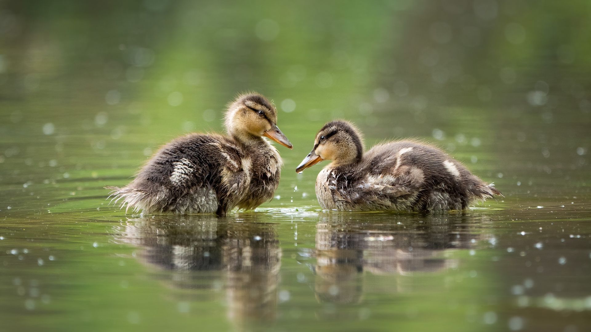 1920x1080 Baby Animal Ducks Are Floating On Water HD Duck Wallpaper