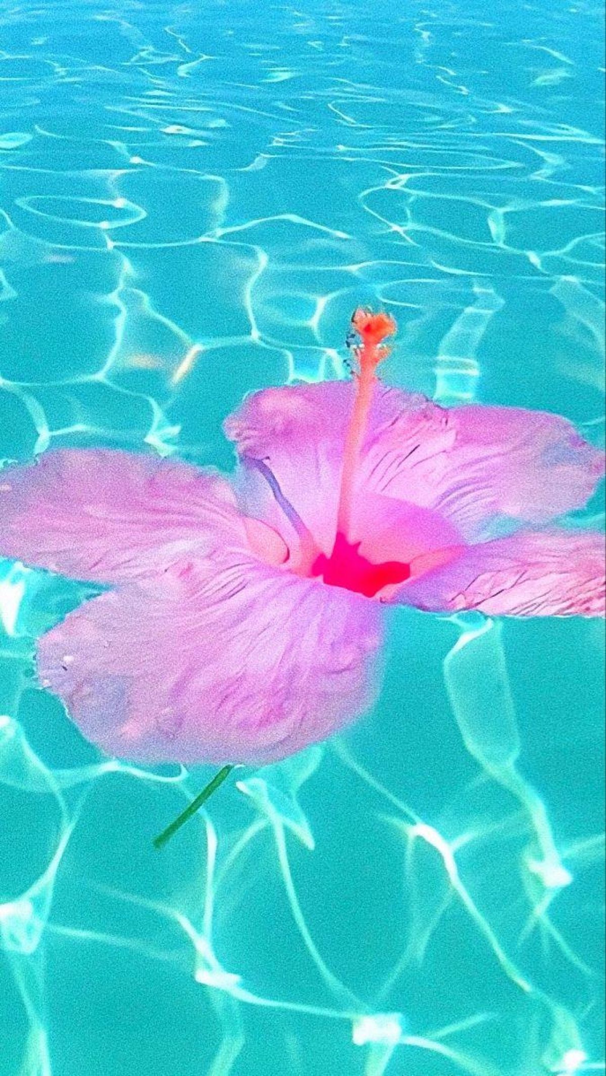 1200x2131 Vibrant Blue Water With Tropical Pink Flower Floating