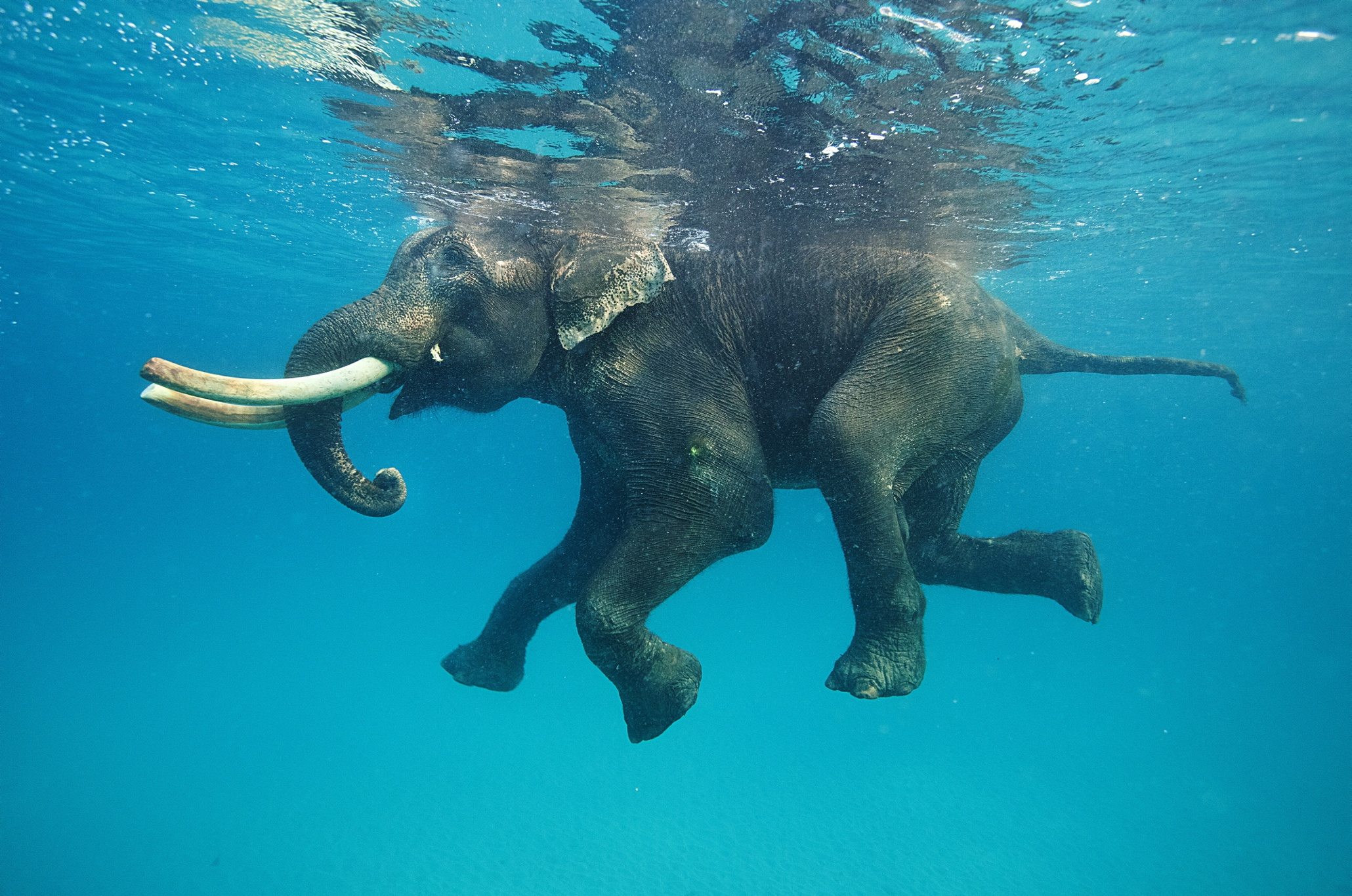 2060x1366 Photos floating in the water Elephant Desktop wallpaper 1024x1024