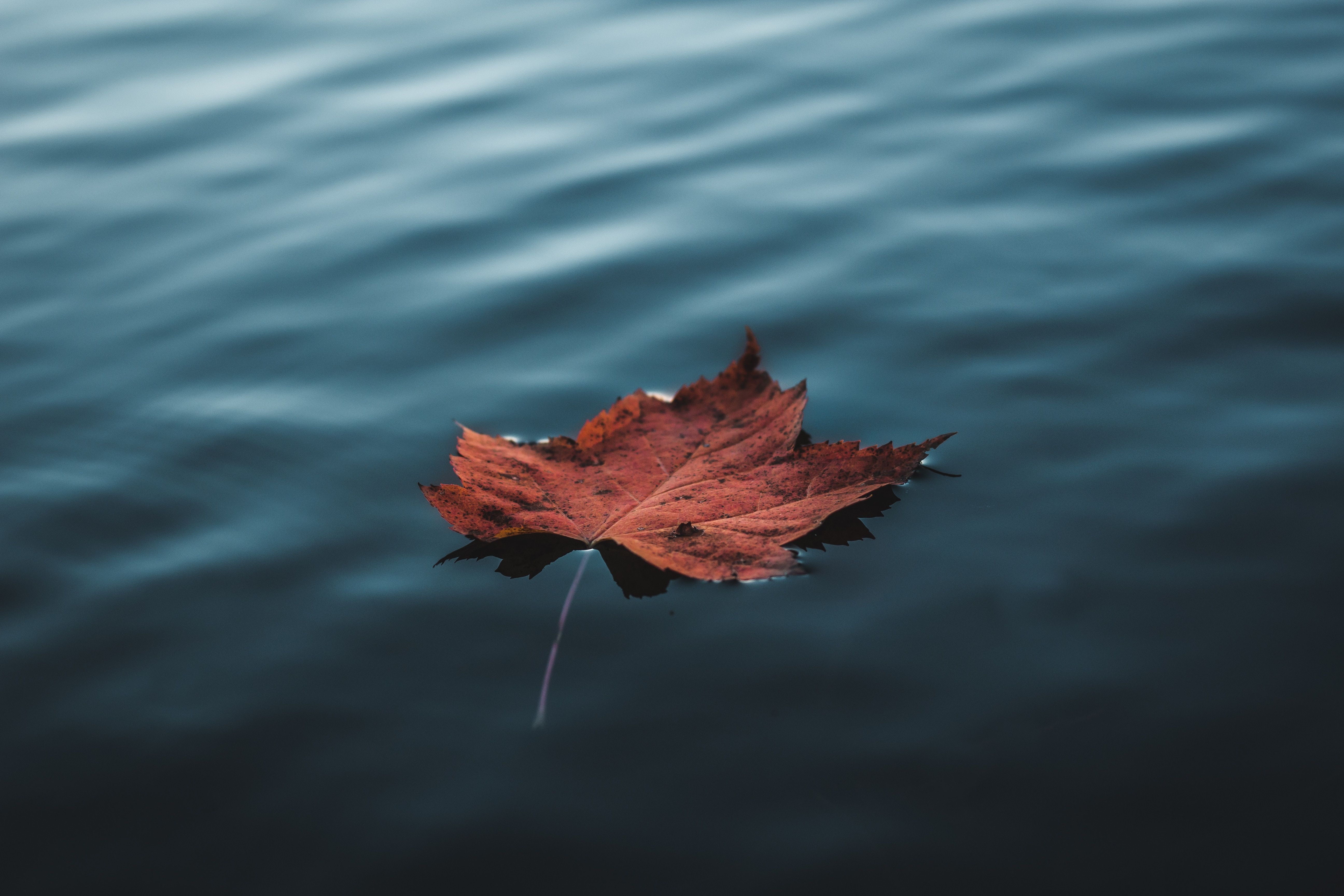 5184x3456 Orange Autumn Leaf Floating On Water Wallpaper, HD Nature Wallpaper, 4k Wallpaper, Image, Background, Photos and Picture
