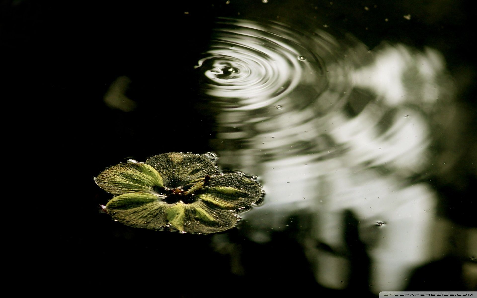 1920x1200 Flower Floating On The Water 4K UHD Wallpaper for UltraHD Desktop and TV : Smartphone and Tablet Devices