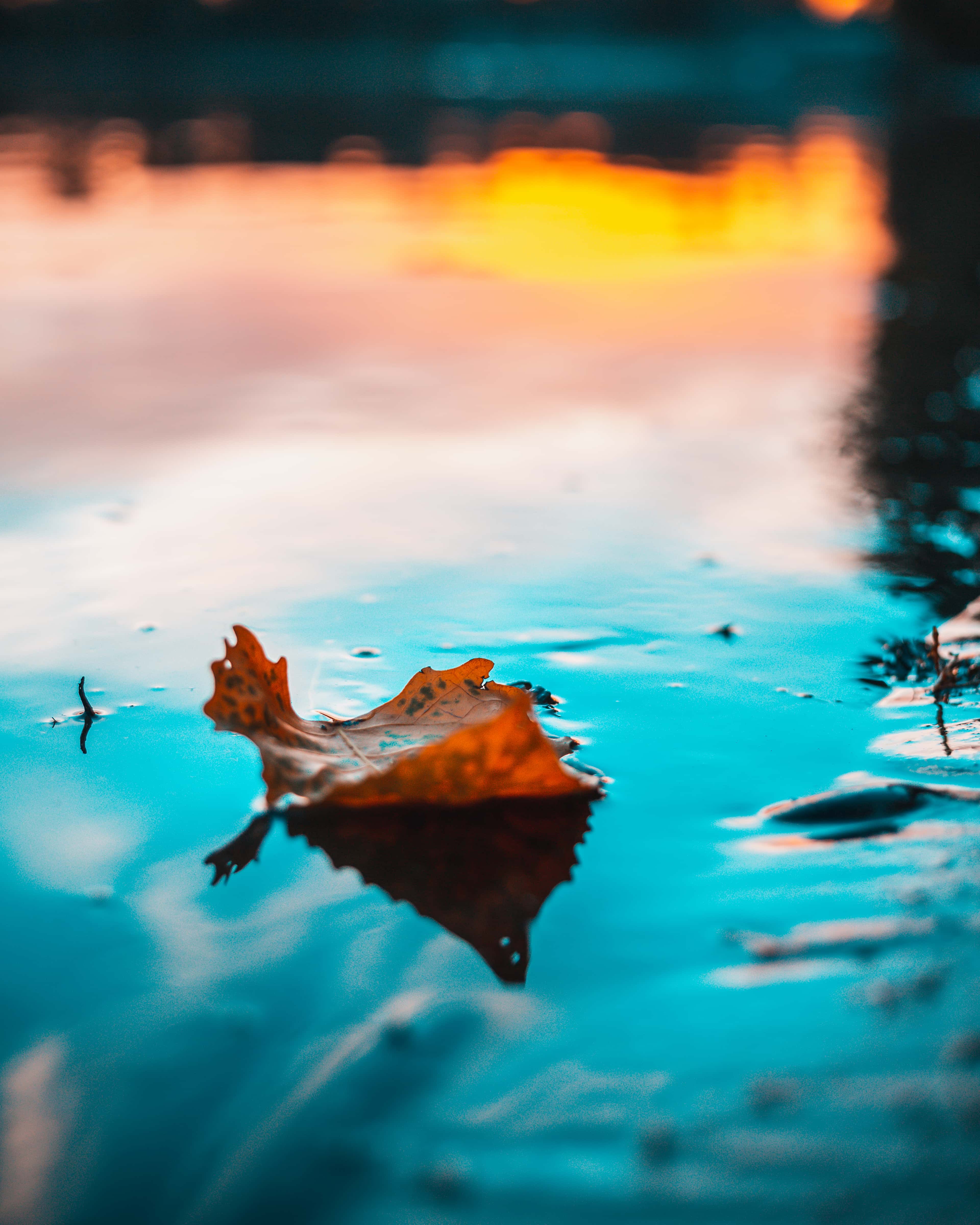 3840x4800 Free picture: leaf, dry, water level, sunset, floating, water, sun, nature, summer, dawn
