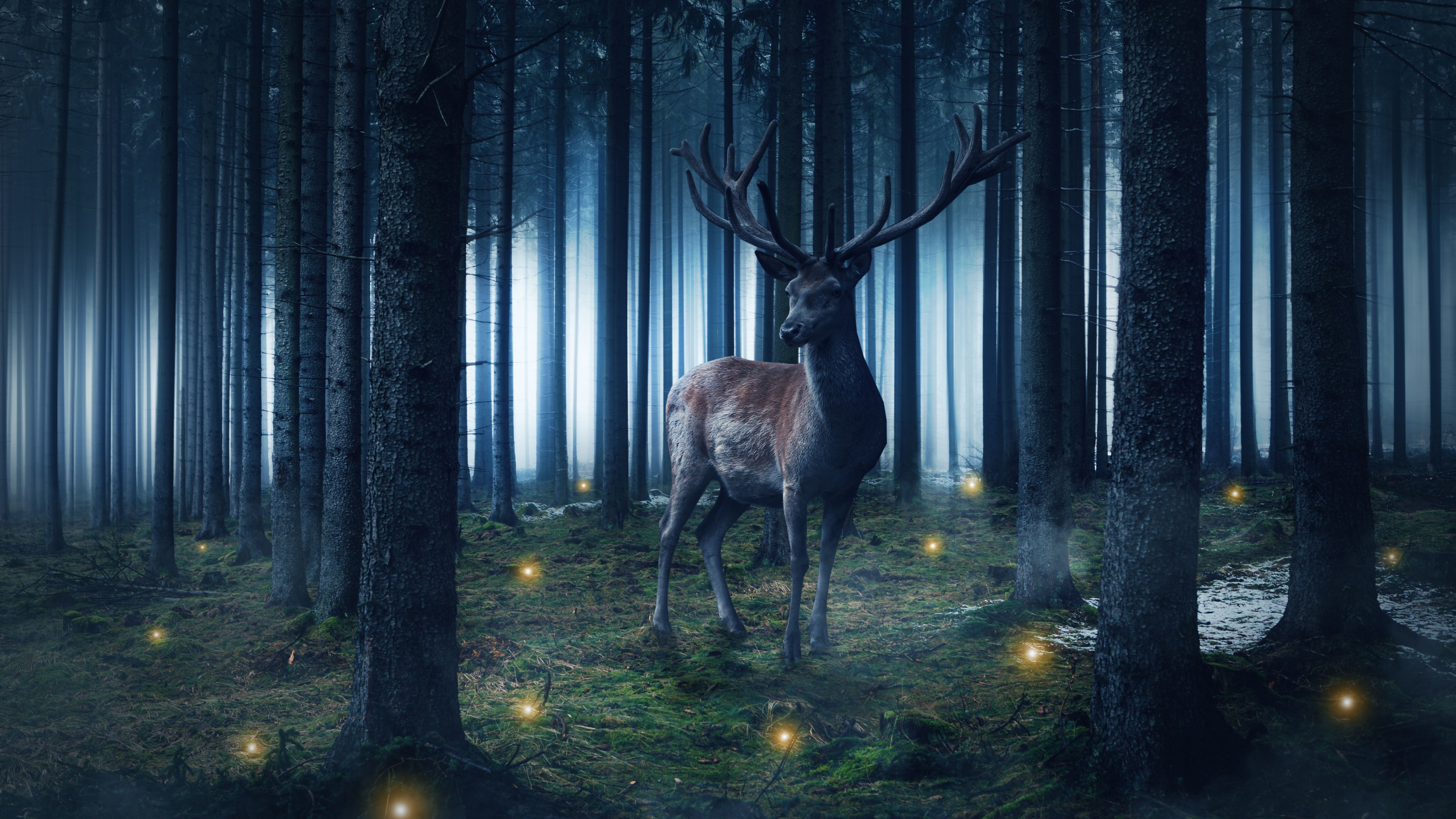 5120x2880 Hirsch Wallpaper 4K, Wild animal, Woods, Forest