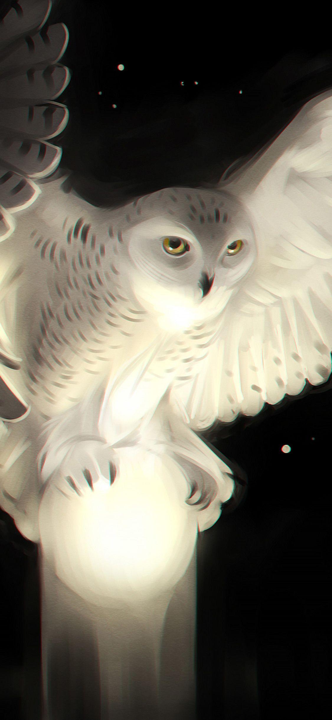 White Owl iPhone Wallpapers - Top Free White Owl iPhone Backgrounds - WallpaperAccess