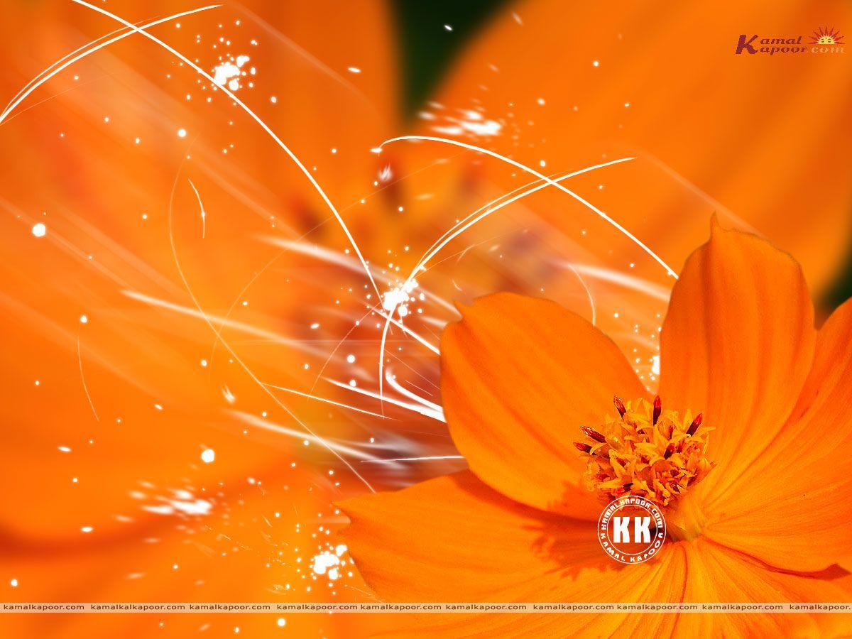 Orange Color Wallpapers Top Free Orange Color Backgrounds