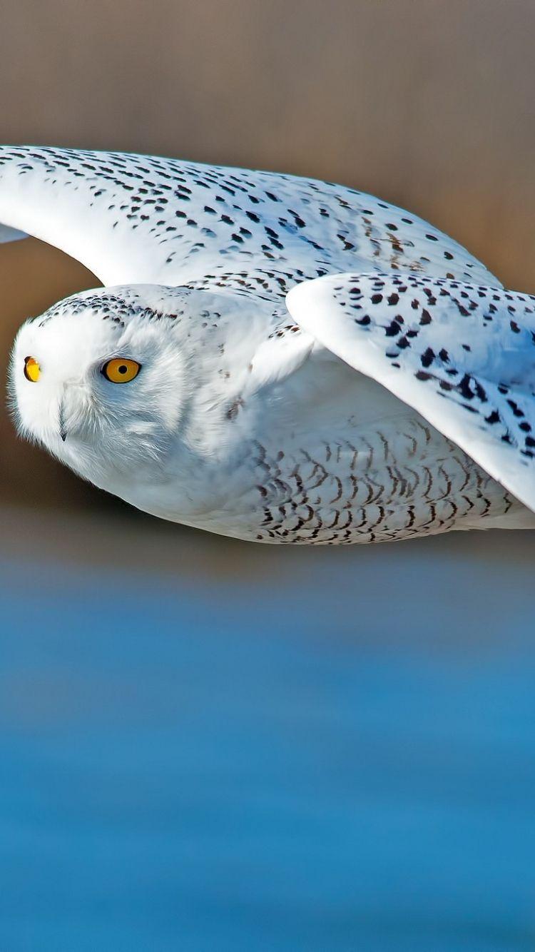 750x1334 White owl bird HD iphone wallpaper