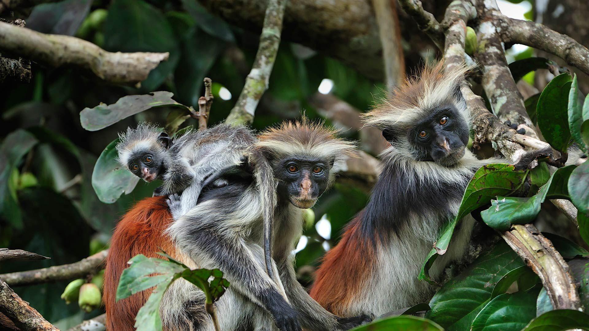 1920x1080 Wallpaper Zanzibar island, red colobus, monkeys 1920x1080 Full HD