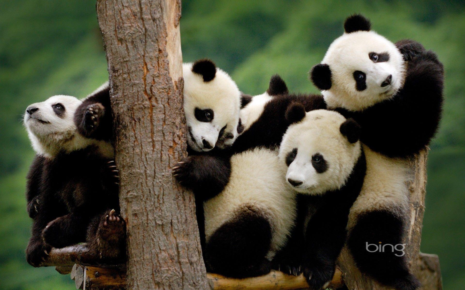 Resultado de imagem para panda gigante wallpaper
