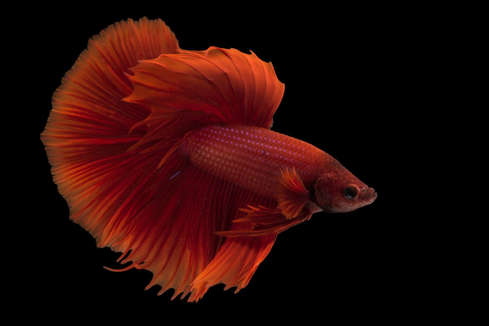 Red Fish Wallpapers - Top Free Red Fish Backgrounds - WallpaperAccess