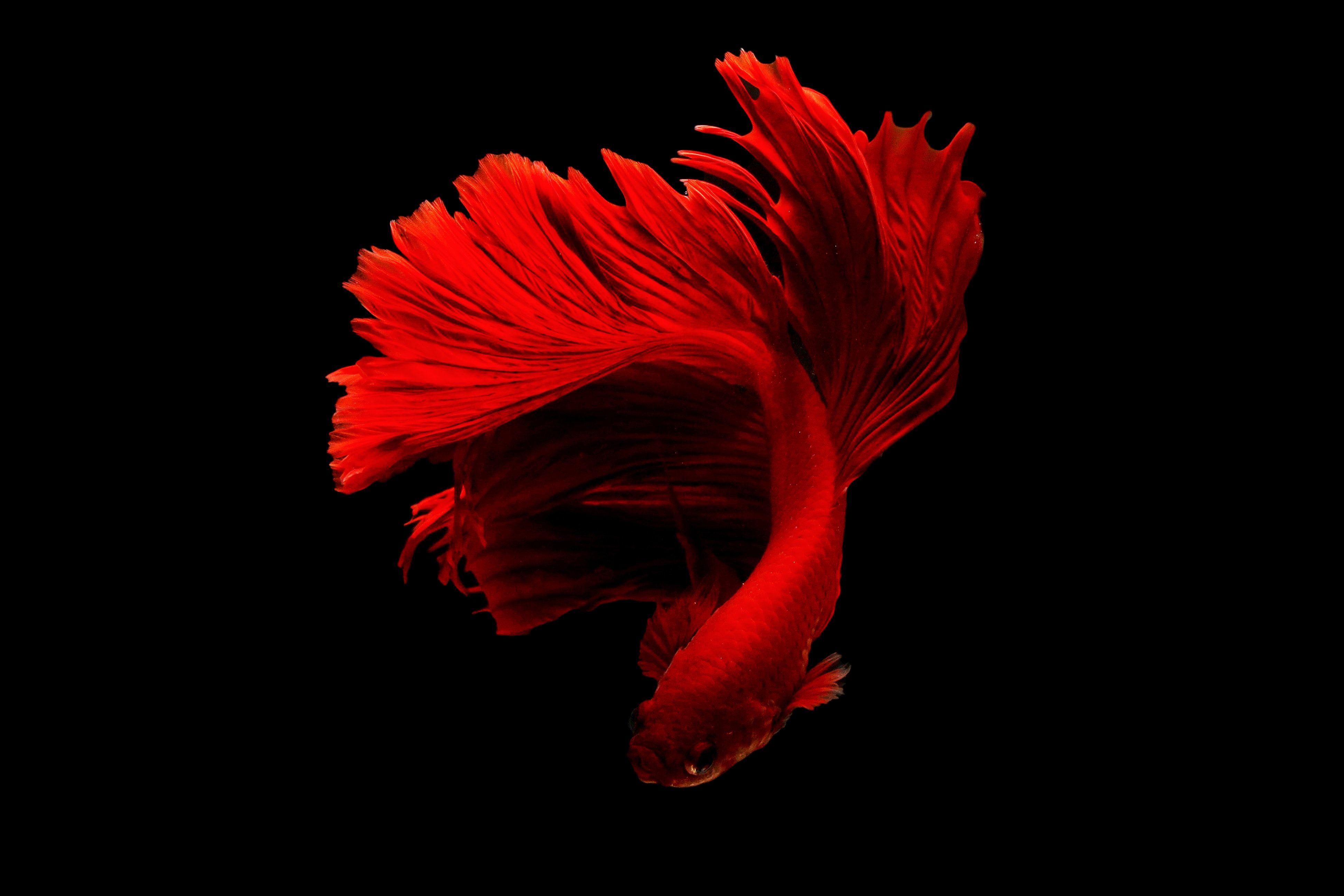 Red Fish Wallpapers - Top Free Red Fish Backgrounds - WallpaperAccess