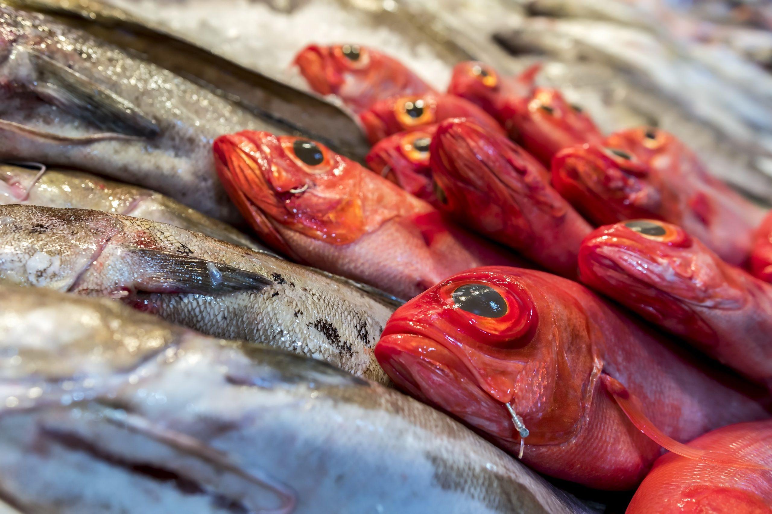 2560x1707 Red fish wallpaper and background