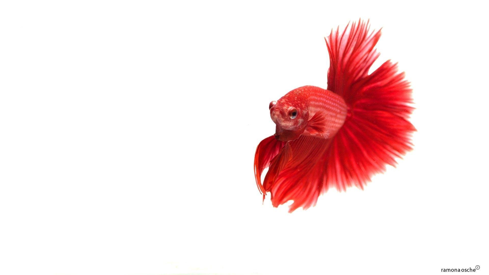 Red Fish Wallpapers Top Free Red Fish Backgrounds WallpaperAccess