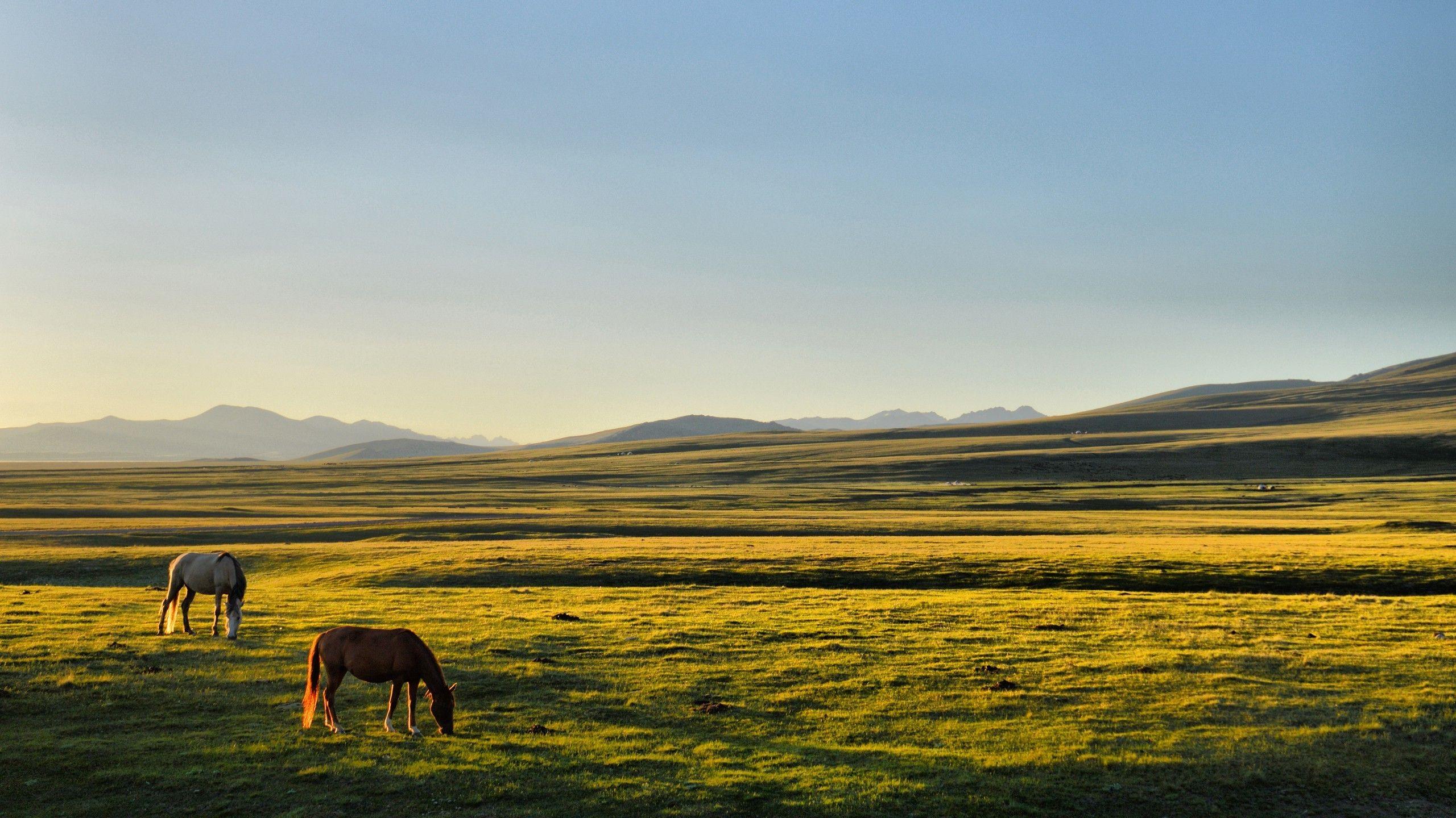 2560x1440 horse kyrgyzstan song kul plains Wallpaper HD / Desktop