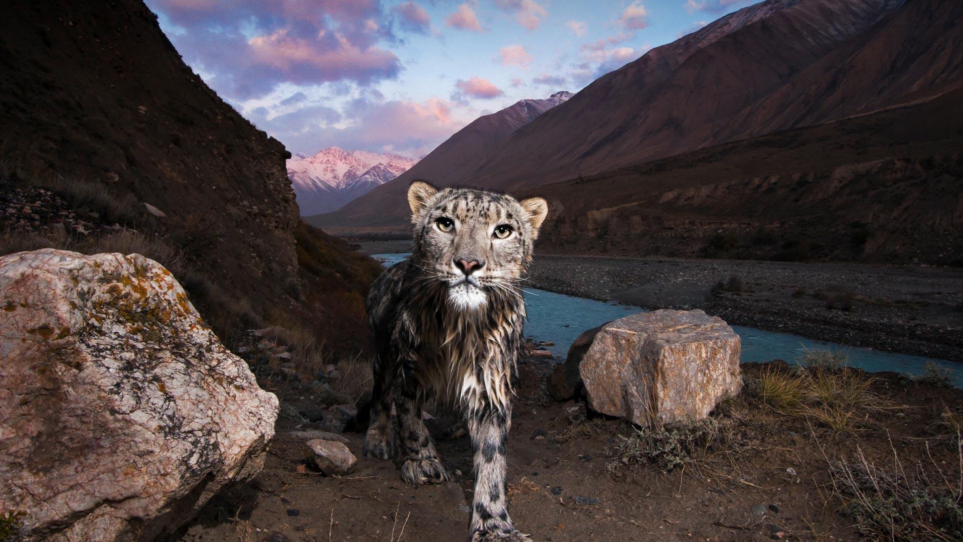 1920x1080 Kyrgyzstan Cat