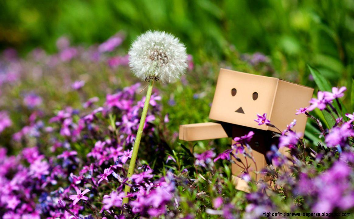 1164x720 Cute Danbo Flower Photography Wallpaper. High Definitions Wallpaper