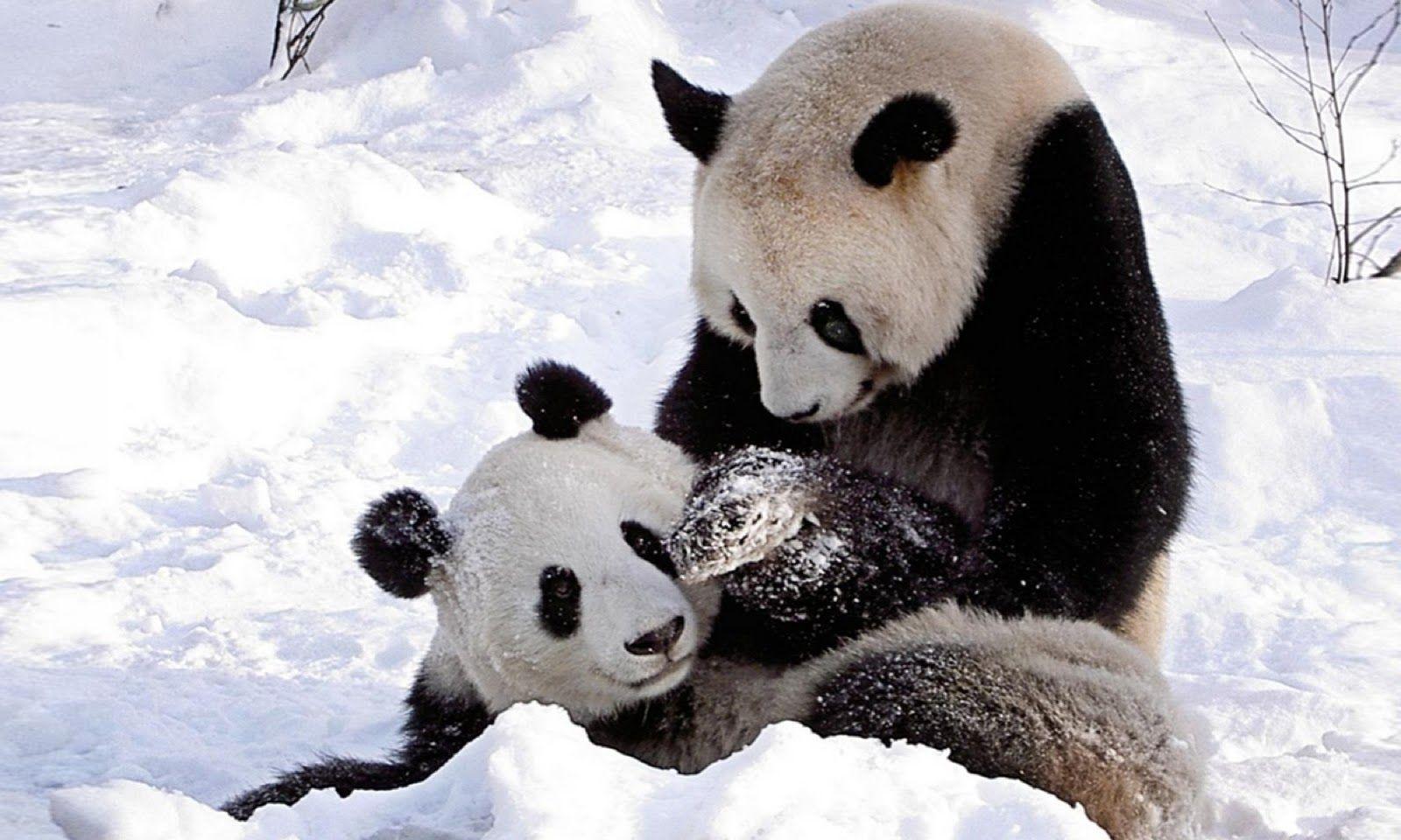 1600x960 Panda Bear Wallpaper by Yann Gunner, WALLPORT
