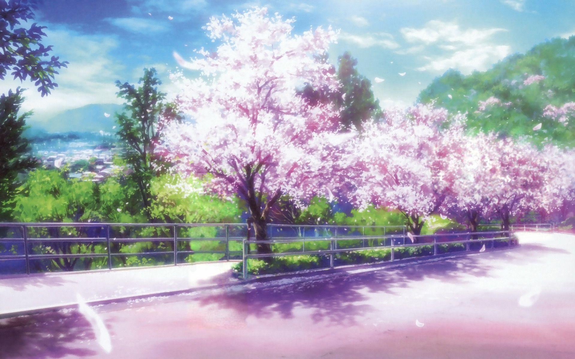 Cherry Blossoms Anime Scenery Wallpapers - Top Free Cherry Blossoms