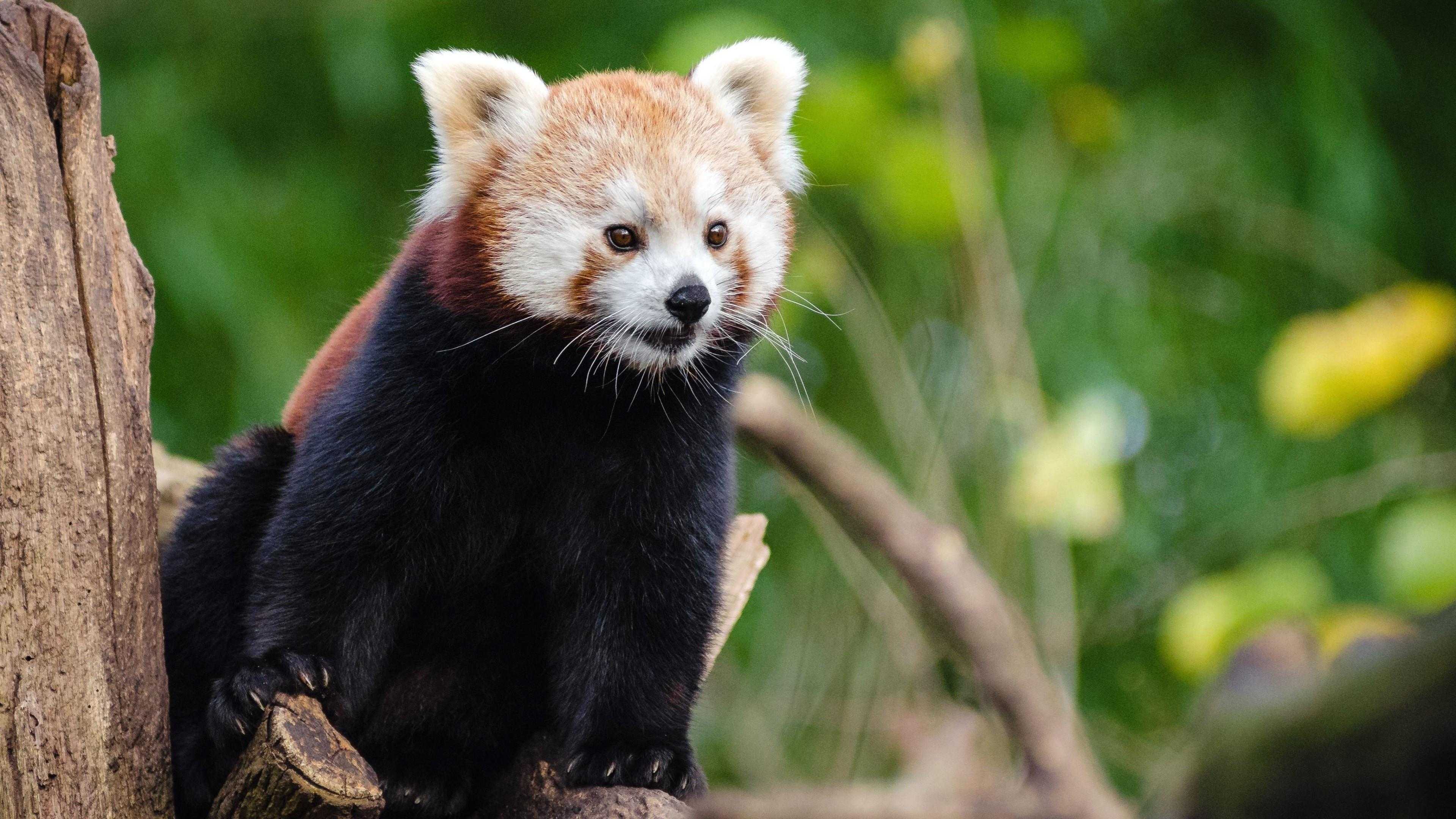 3840x2160 Panda Bear Wallpaper High Quality Full HD Red On The Tree Studio