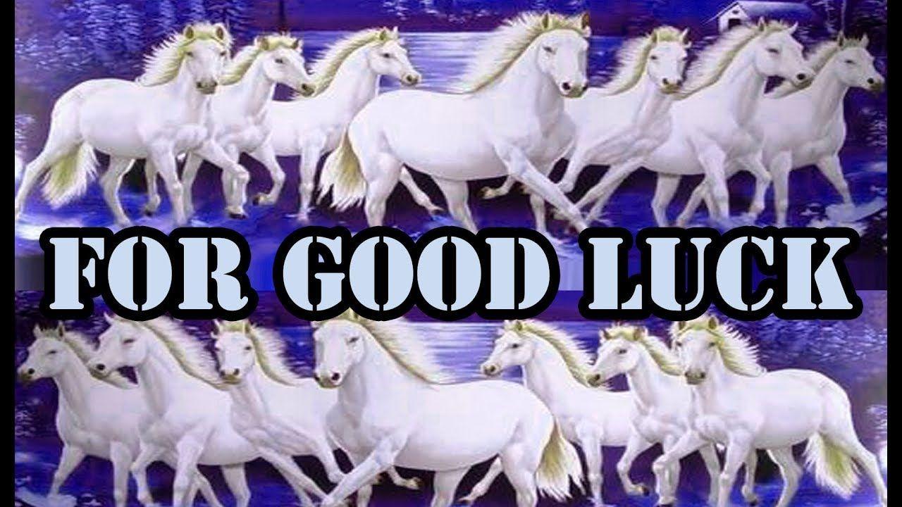 1280x720 seven white horses running wallpaper for Good Luck