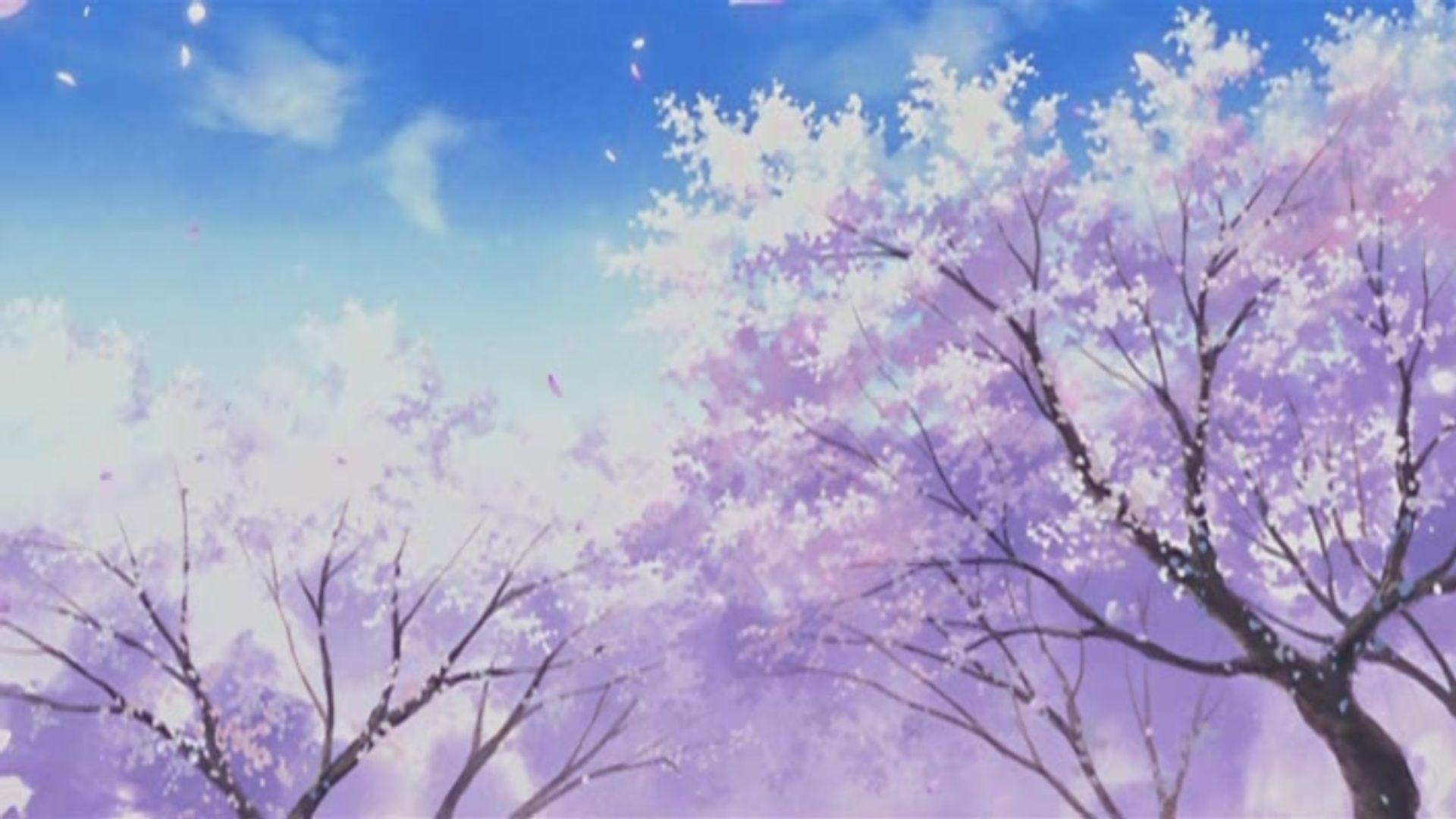 Anime Cherry Blossom Wallpapers - Top Free Anime Cherry Blossom Backgrounds  - WallpaperAccess