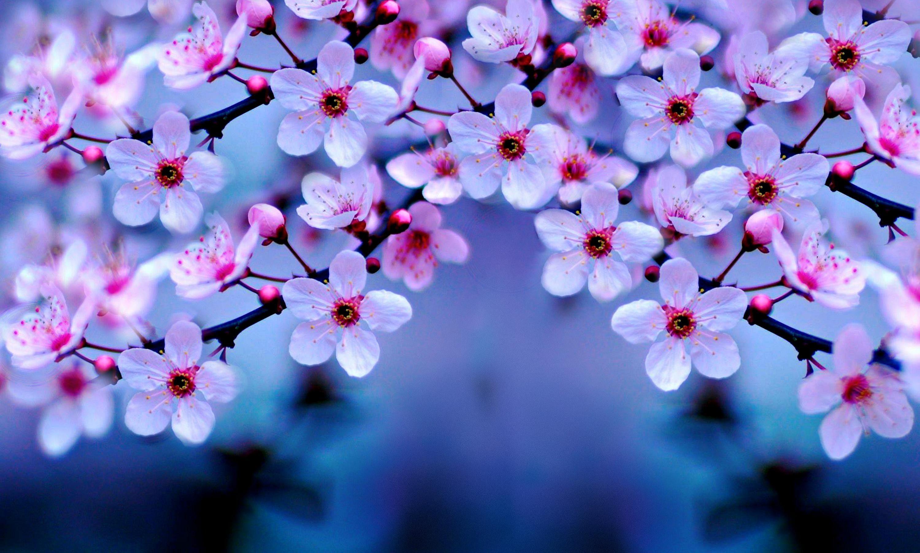3000x1805 Anime Cherry Blossom Wallpaper