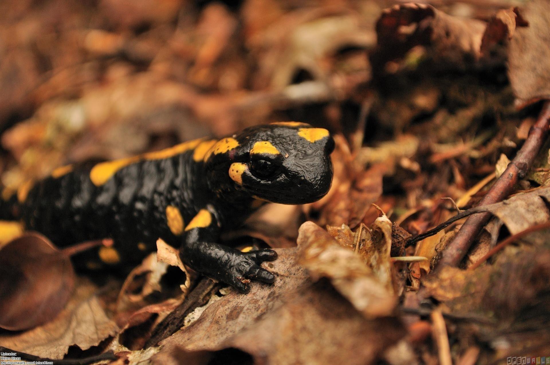 Salamander Wallpapers - Top Free Salamander Backgrounds - WallpaperAccess