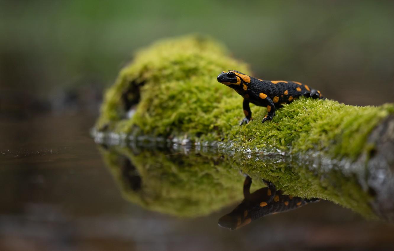 1332x850 Salamanders Wallpaper