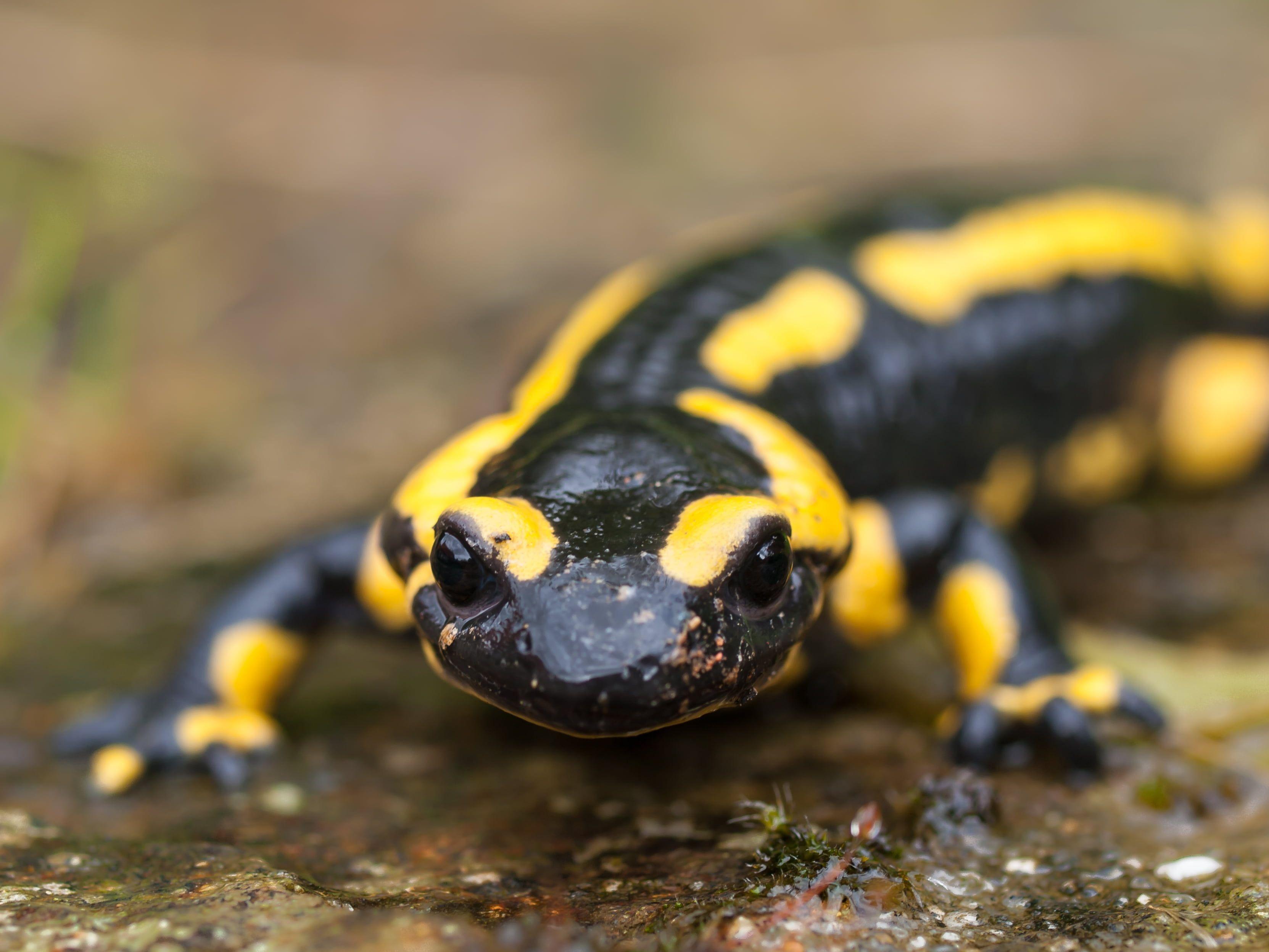 3326x2495 Black and yellow reptile, fire salamander HD wallpaper. Wallpaper