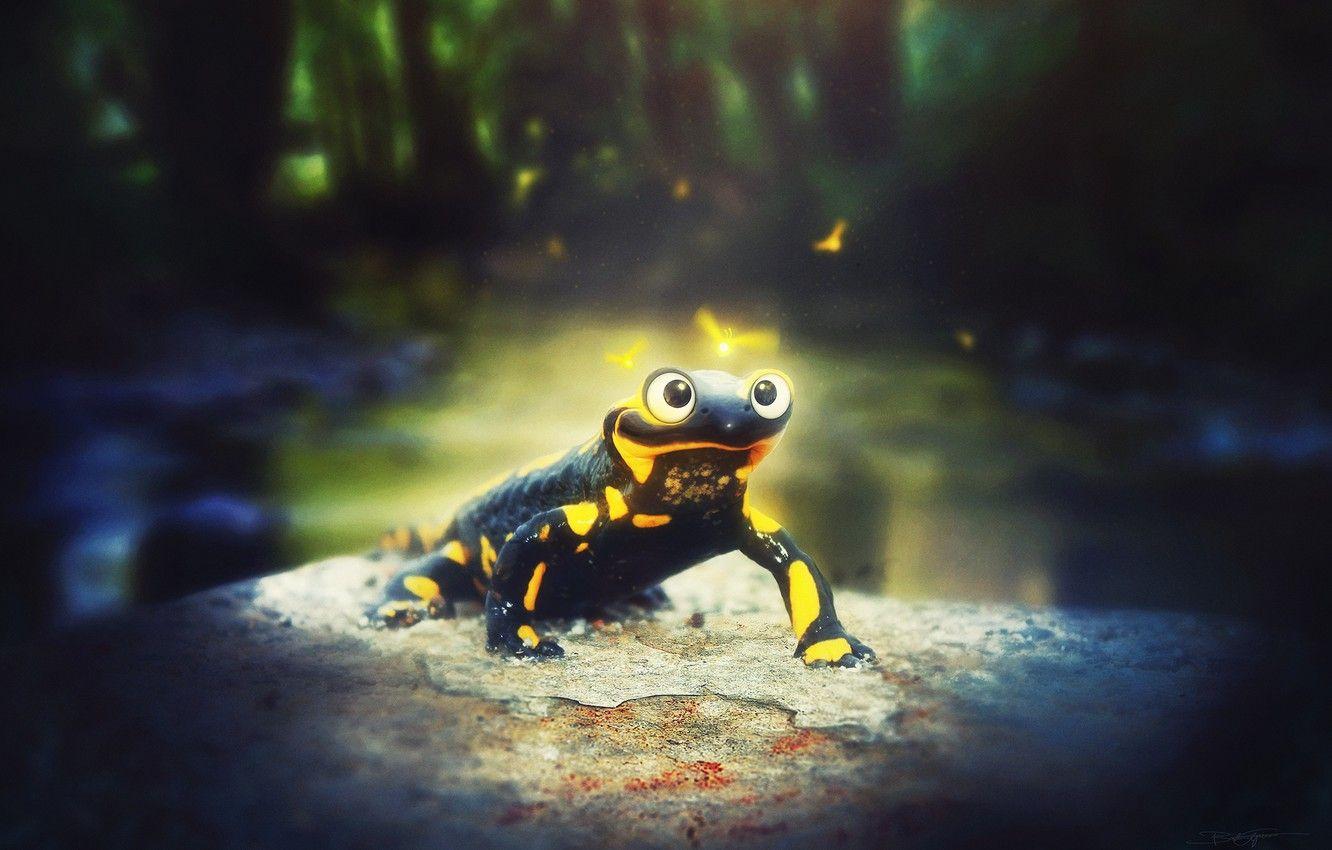 1332x850 Wallpaper forest, light, stone, Salamanders image for desktop