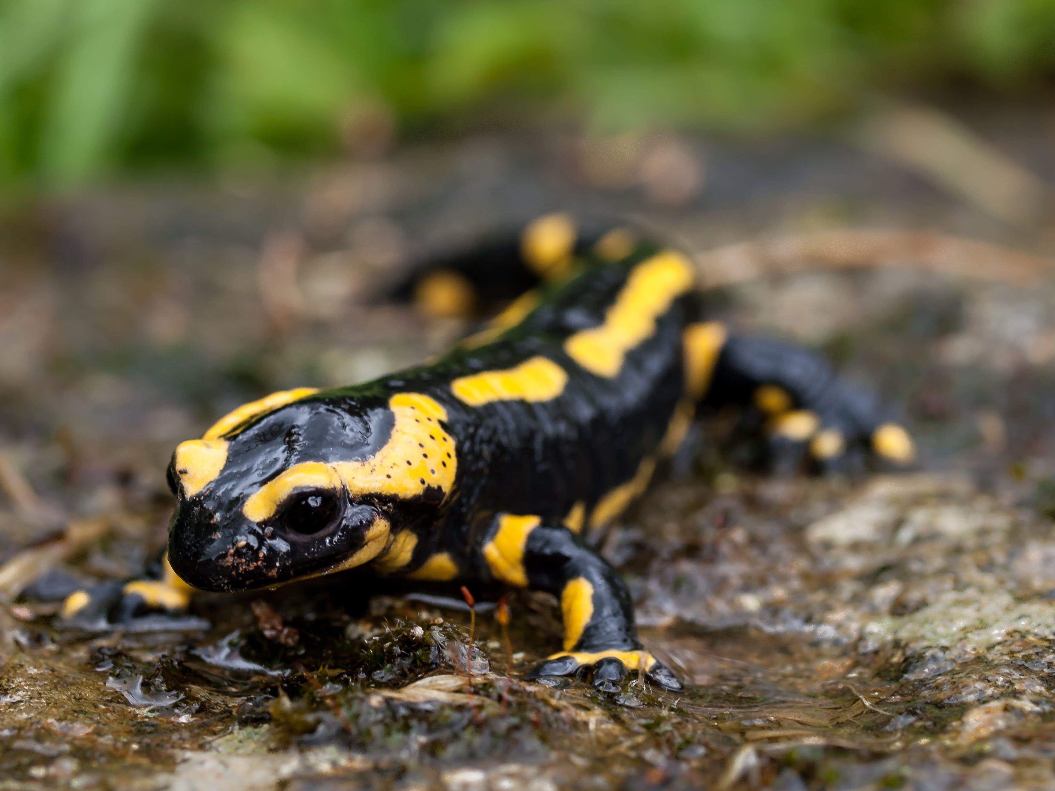 3648x2736 Black and yellow lizard, fire salamander HD wallpaper. Wallpaper