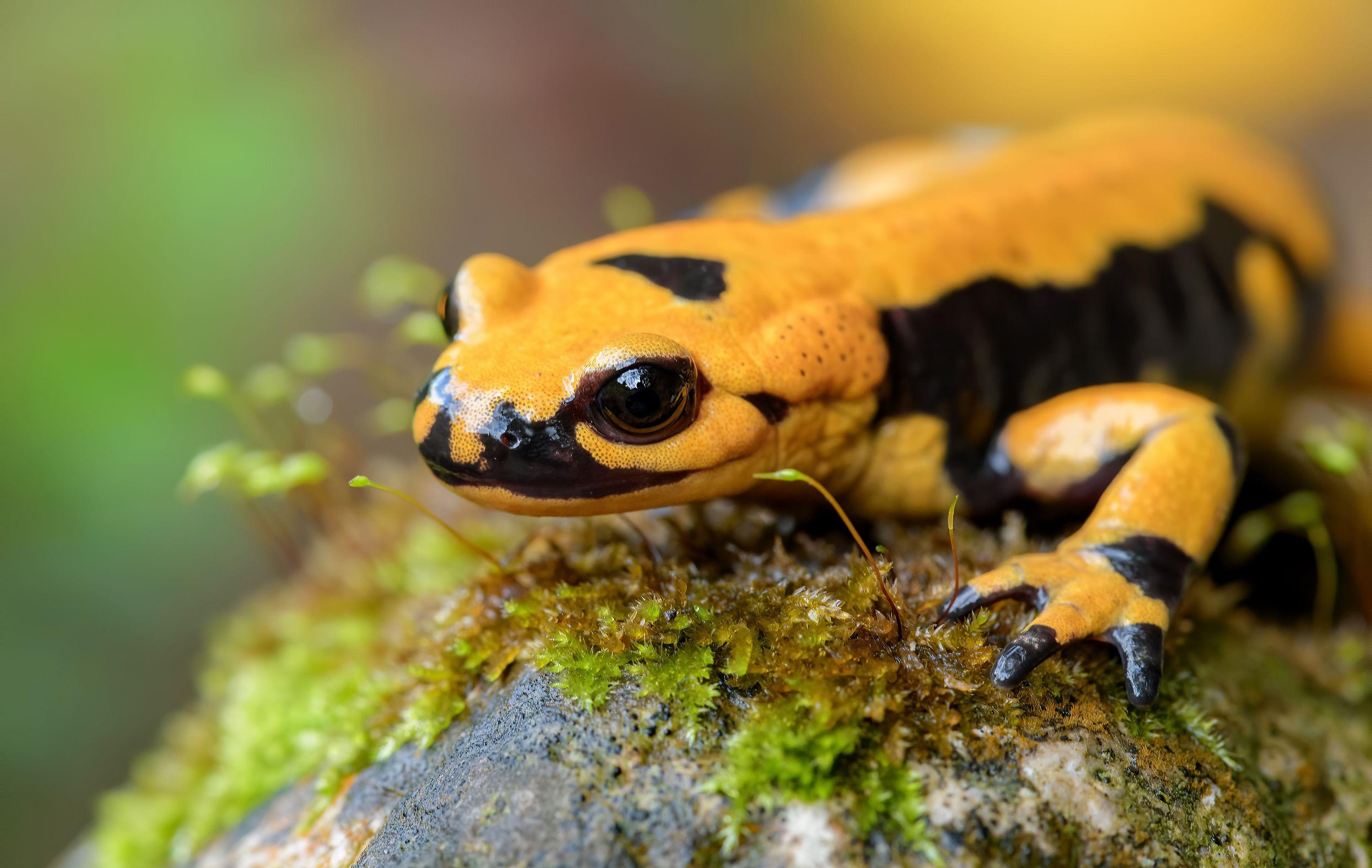 Salamander Wallpapers - Top Free Salamander Backgrounds - WallpaperAccess