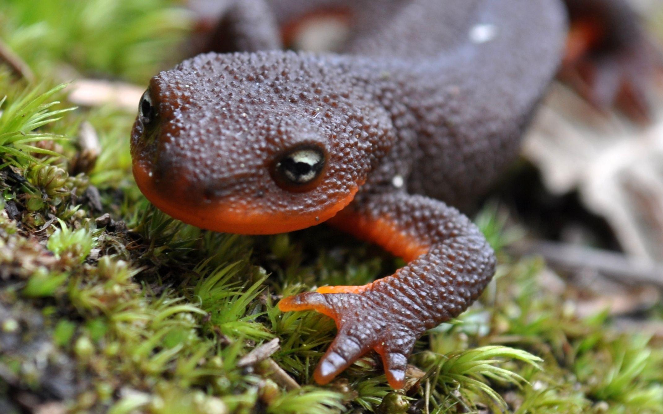 2140x1335 Rough Skinned Newt HD Wallpaper. Background Imagex1335