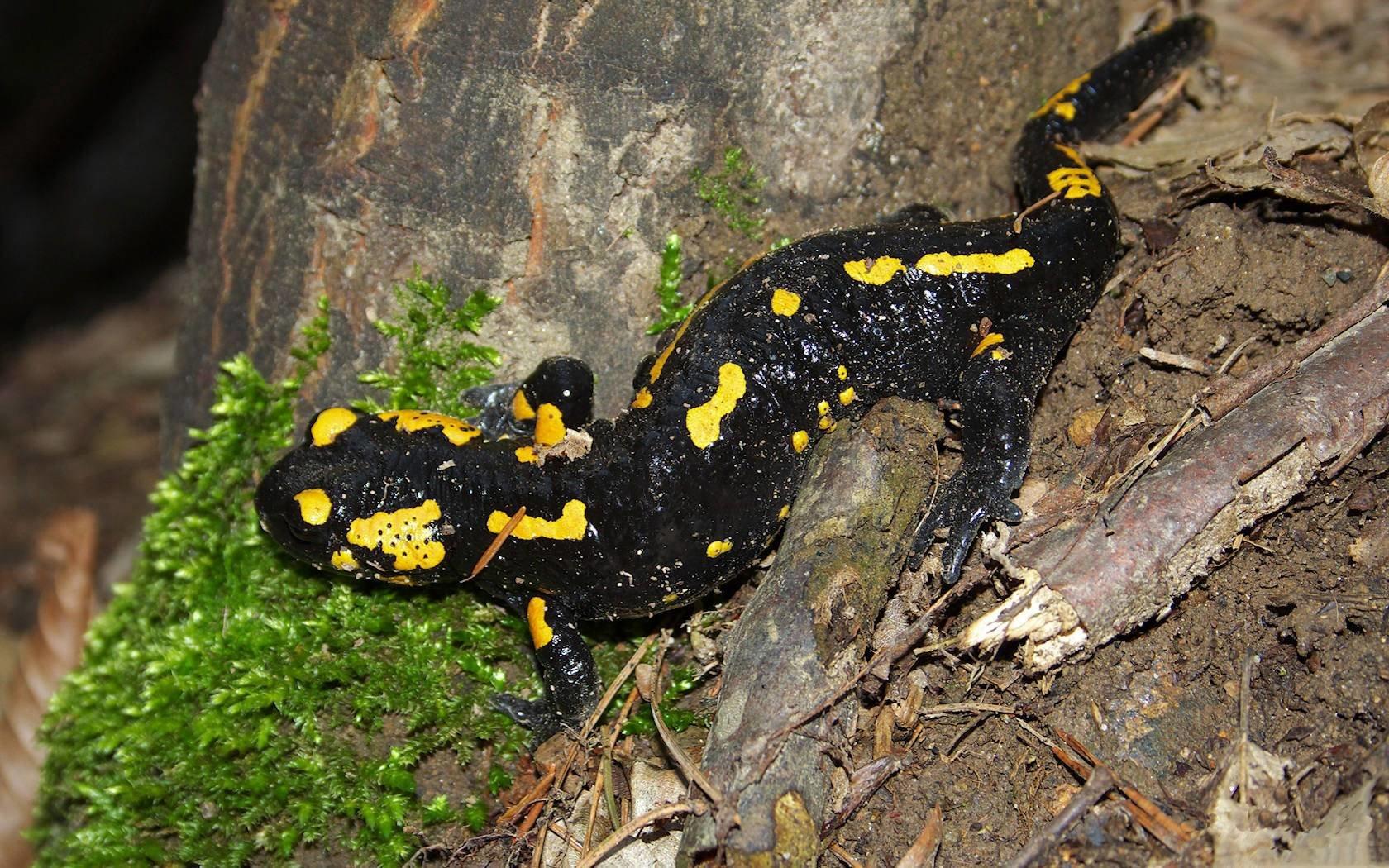 Salamander Wallpapers - Top Free Salamander Backgrounds - WallpaperAccess