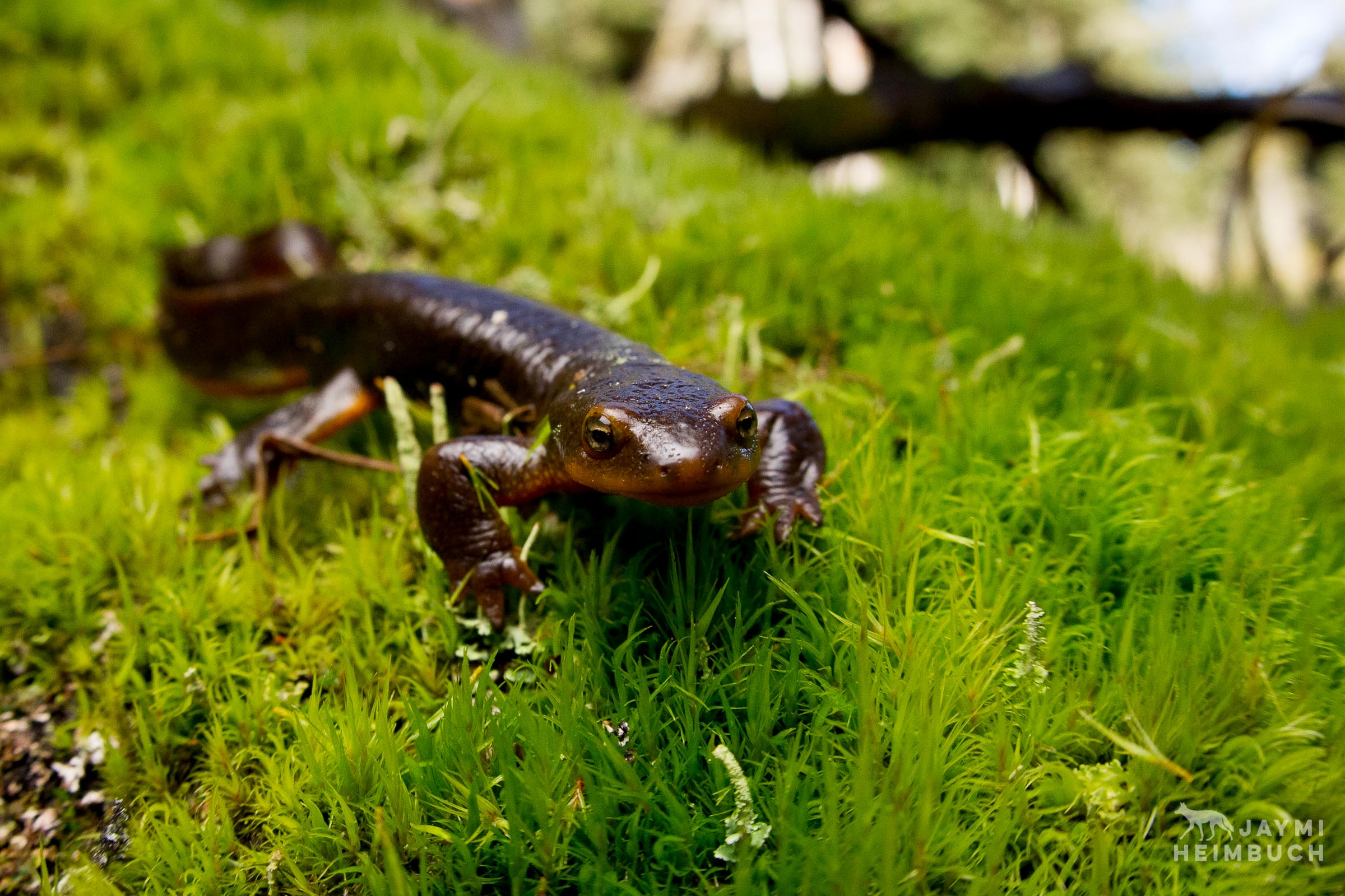 2400x1600 Can A Newt Kill You Newt Wallpaper
