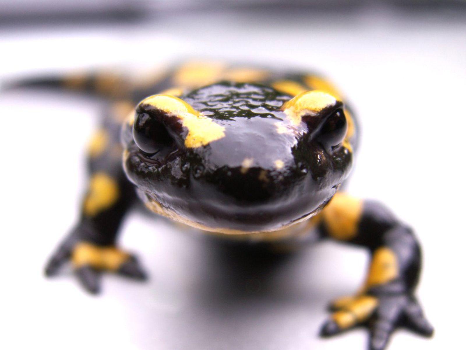 1600x1200 Salamander Wallpaper