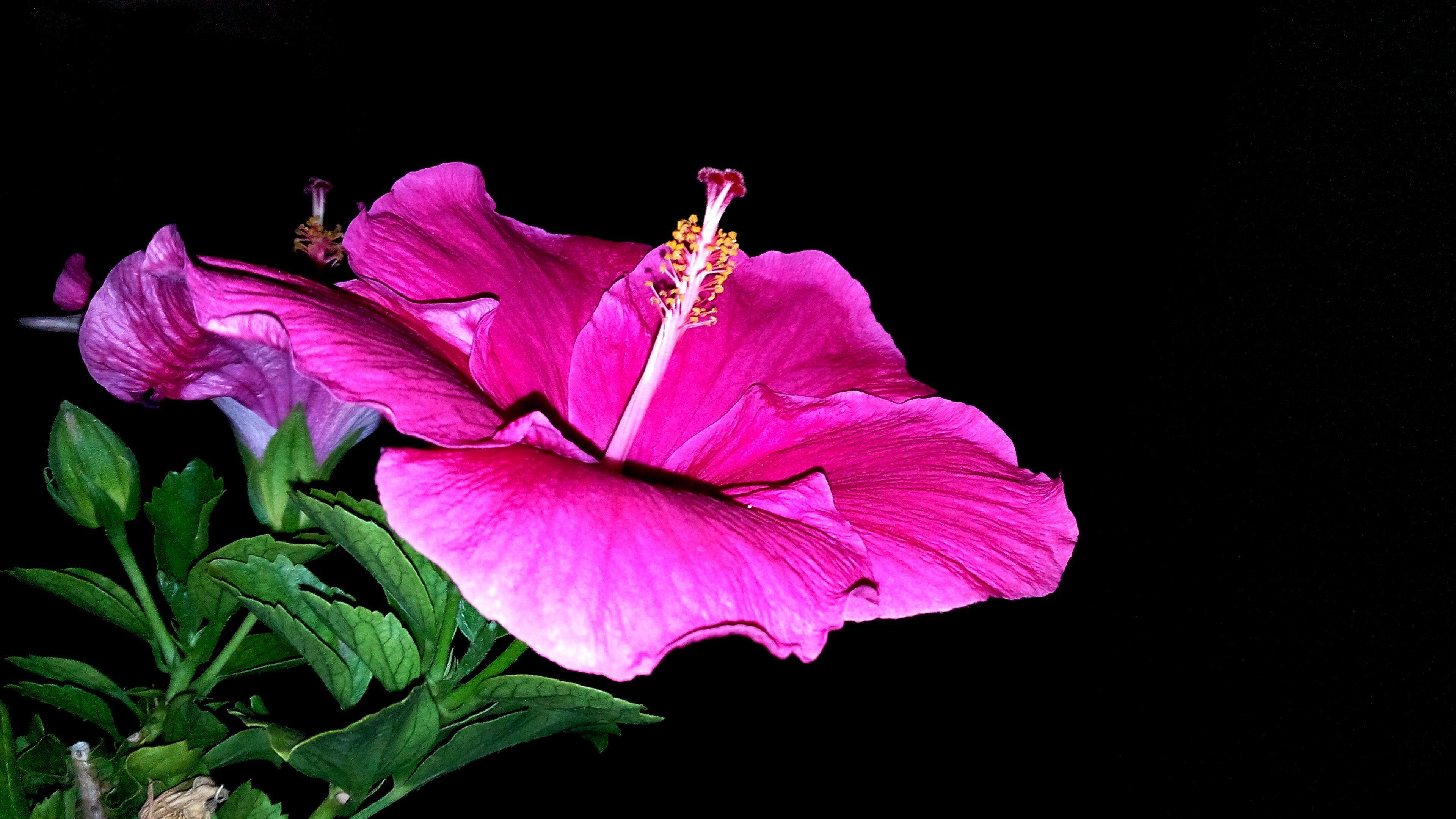 3840x2160 micromax 4K wallpaper for your desktop or mobile screen free