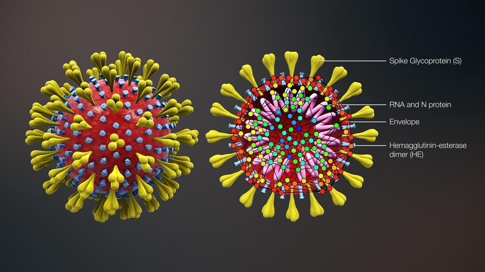 1920x1080 How Memes Spread CoronaVirus (Info)