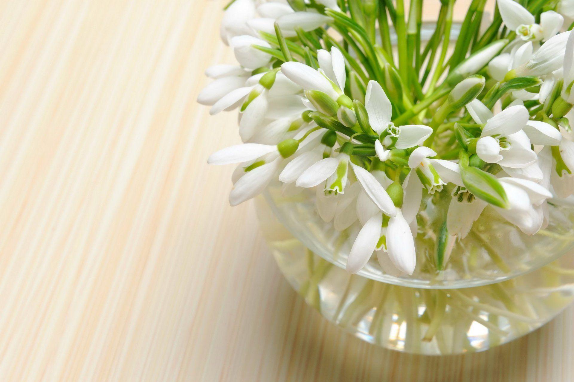 1920x1278 snowdrops flower spring bouquet nature HD wallpaper