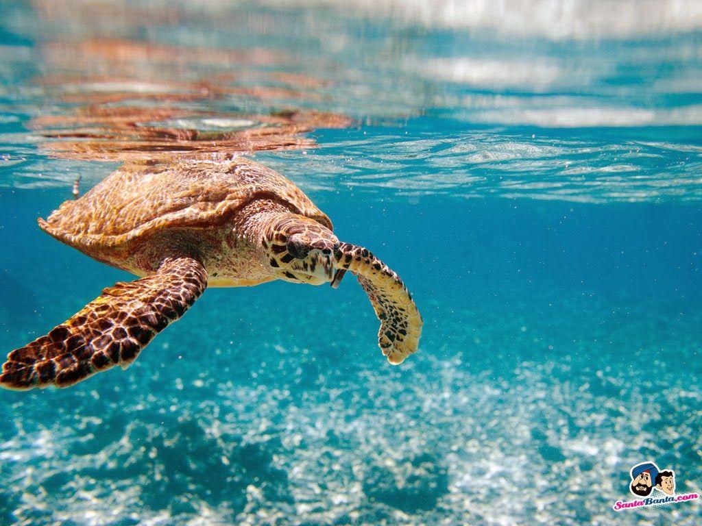 1024x768 Aquatic Wallpaper
