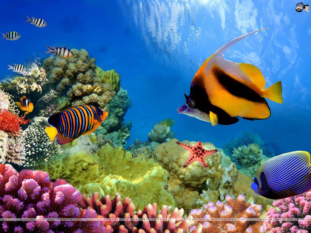1024x768 Aquatic Wallpaper