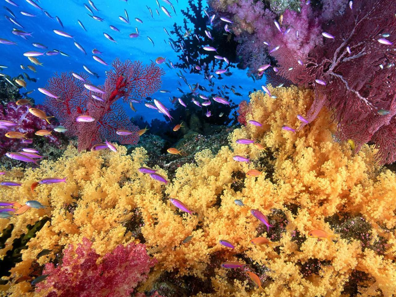 1280x960 Aquatic Background