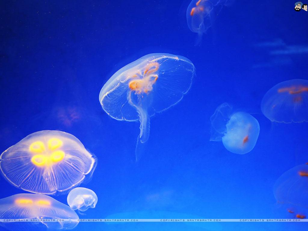 1024x768 Aquatic Wallpaper (1024x768)