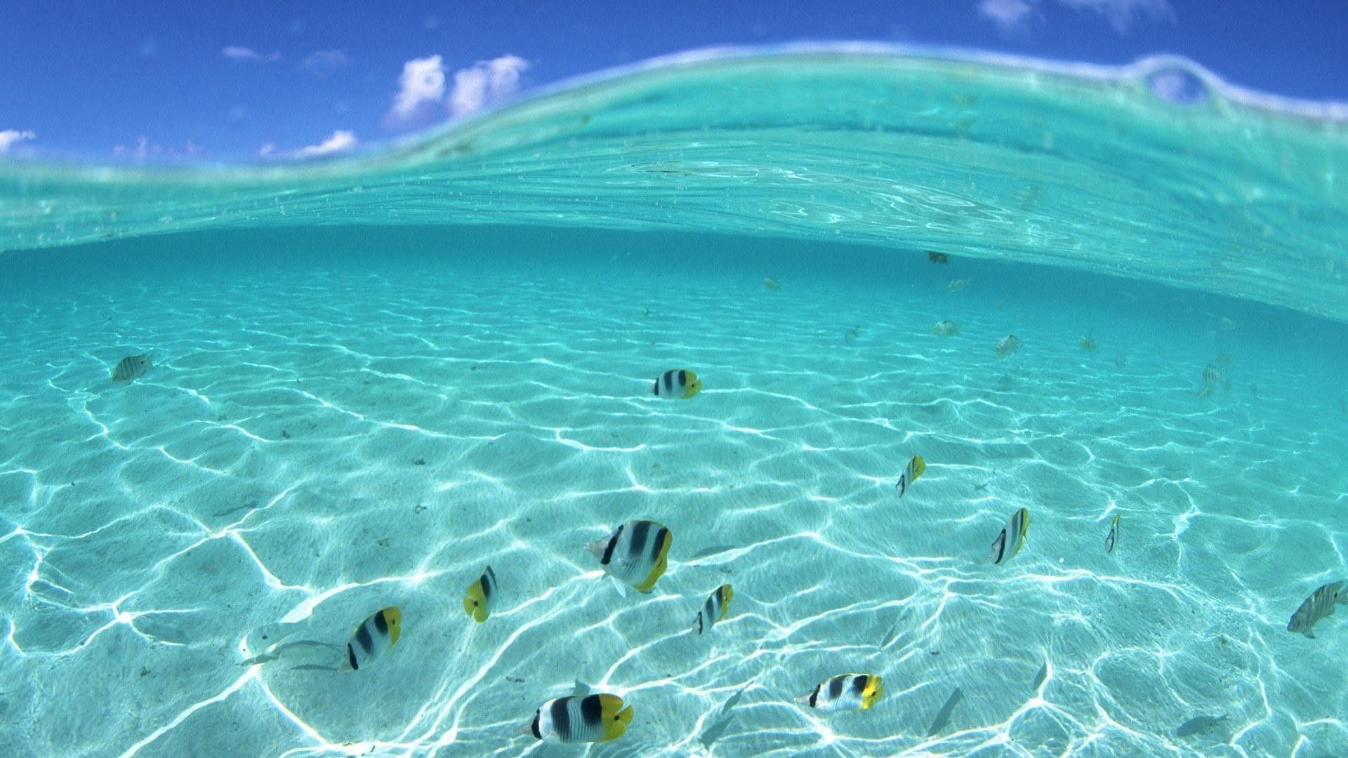 1920x1080 Aquatic Background