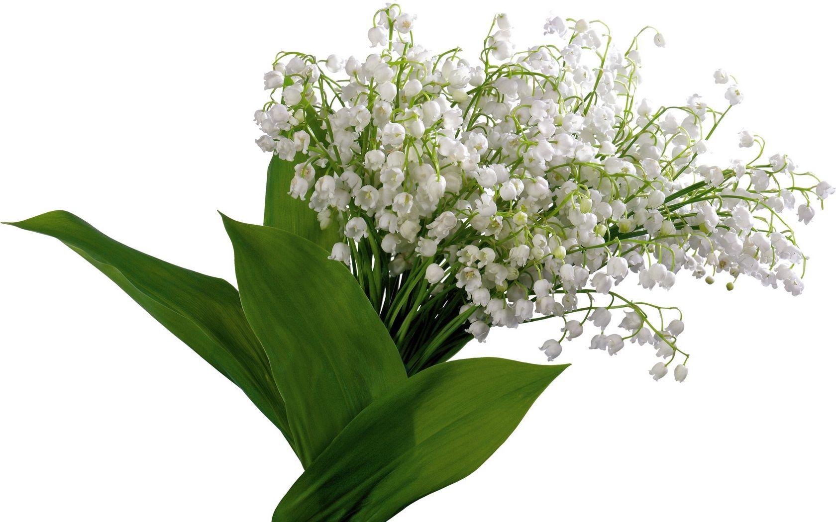 1680x1050 Download wallpaper 1680x1050 lilys of the valley, flowers, bells